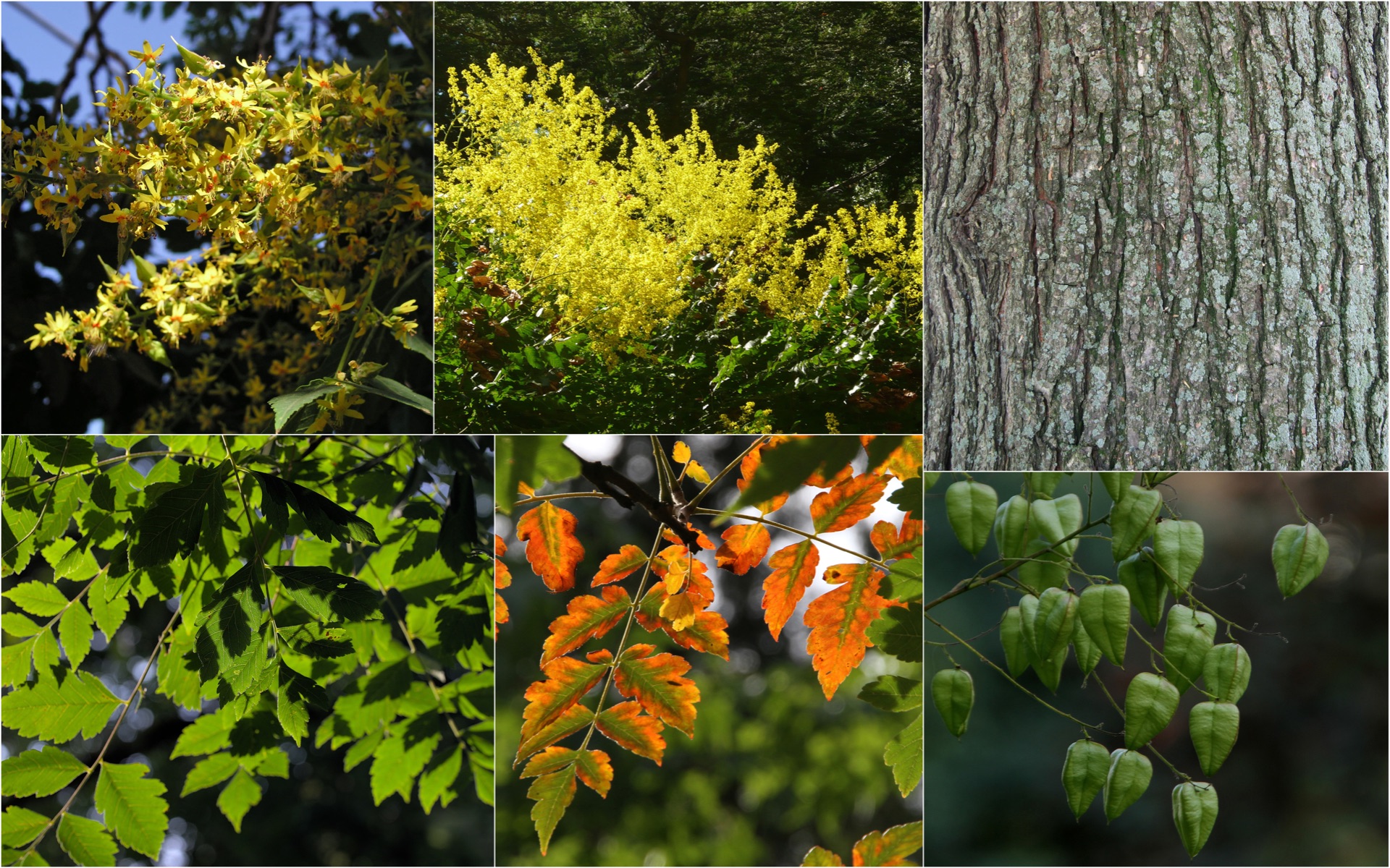Defining Characteristics and Features: This tree is known for its dense ...