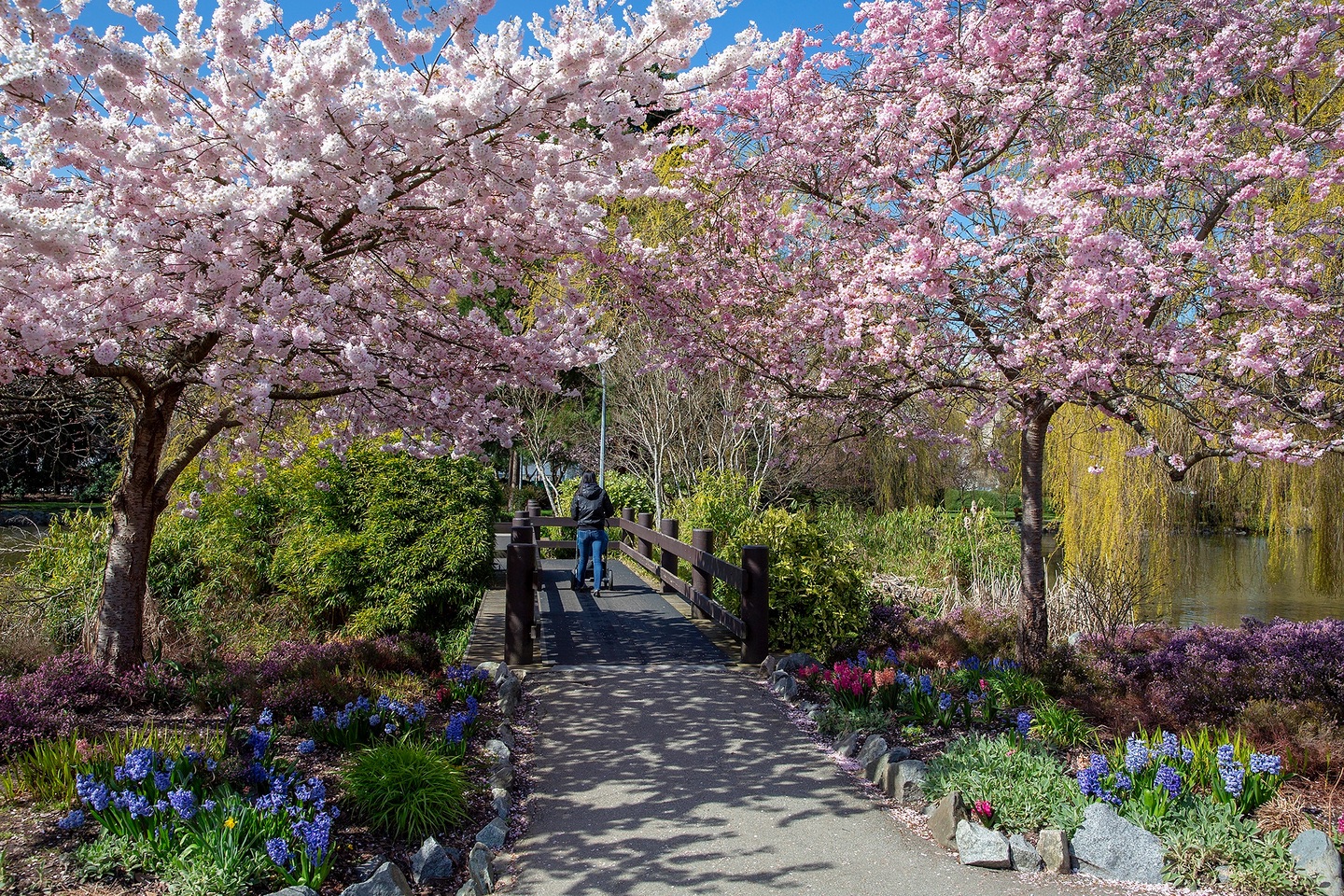 Cherry blossoms and garden bridge at Minoru Park in Richmond, British Columbia